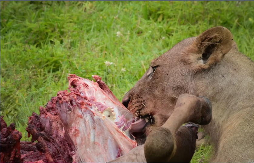 Mikumi National Park 1-day safari tour from Zanzibar - Image 3
